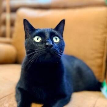 King Sheldon -  Bombay and Domestic Short Hair Cat for Adoption in Friendswood, Texas - King Sheldon | PetCurious