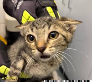 NICKEL -  Domestic Short Hair Cat for Adoption in West Palm Beach, Florida - NICKEL | PetCurious