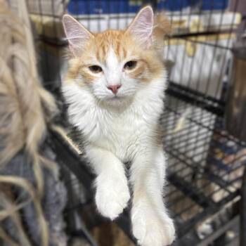 Garfield -  Domestic Medium Hair Cat for Adoption in Caldwell, Texas - Garfield | PetCurious