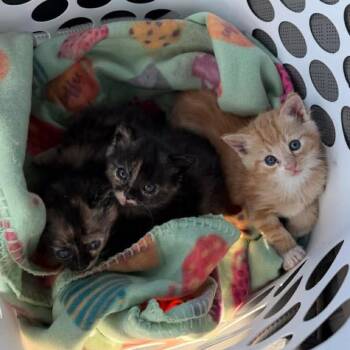 Domestic Short Hair Cats Available for Adoption in Madison, Wisconsin - Buttercup | PetCurious