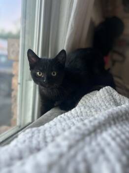 Raven -  Domestic Short Hair Cat for Adoption in Campbellsville, Kentucky - Raven | PetCurious