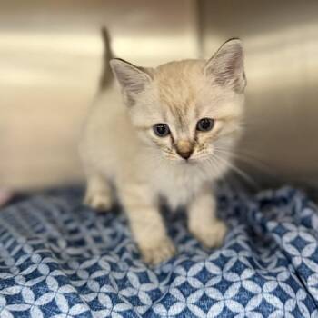 Otterpop -  Domestic Short Hair Cat for Adoption in Bullhead City, Arizona - Otterpop | PetCurious
