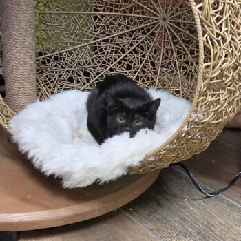 Crybaby -  Domestic Short Hair Cat for Adoption in Bloomington, Illinois - Crybaby | PetCurious