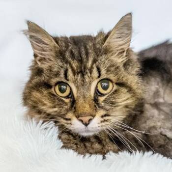Lulu (IN FOSTER) -  Domestic Long Hair and Maine Coon Cat for Adoption in Camano, Washington - Lulu (IN FOSTER) | PetCurious