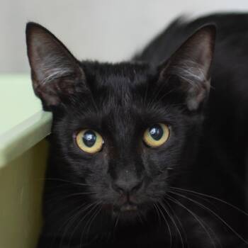 Darla -  Domestic Short Hair Cat for Adoption in Middletown, Rhode Island - Darla | PetCurious
