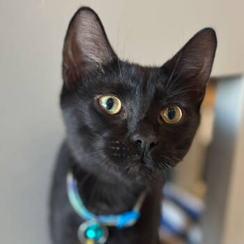 Rescue Domestic Short Hair Cats for Adoption in Port Washington, New York - Jesse | PetCurious