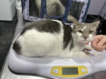 Kamala -  Domestic Short Hair Cat for Adoption in Ferndale, Michigan - Kamala | PetCurious