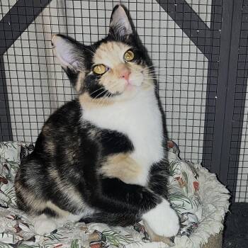 Serena -  Calico Cat for Adoption in Midland, Michigan - Serena | PetCurious