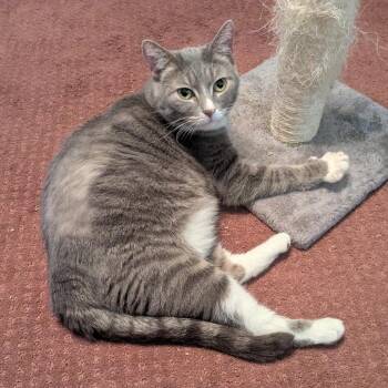 Miranda -  Domestic Short Hair Cat for Adoption in Gibsonia, Pennsylvania - Miranda | PetCurious