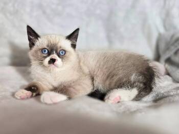 Siamese and Snowshoe Cats Available for Adoption in Trophy Club, Texas - Lightning | PetCurious