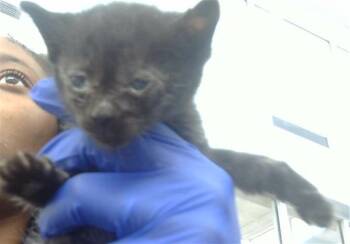 Rescue Domestic Short Hair Cats for Adoption in Dallas, Texas - PINK | PetCurious