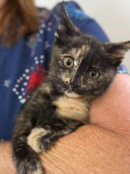 Heidi -  Domestic Short Hair Cat for Adoption in Vacaville, California - Heidi | PetCurious