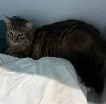 Domestic Long Hair Cats Available for Adoption in Bloomington, Illinois - HELSA | PetCurious