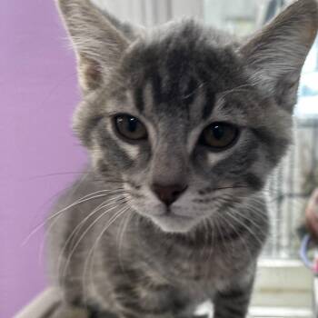 Lincoln -  Domestic Short Hair Cat for Adoption in Grinnell, Iowa - Lincoln | PetCurious