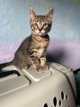 Rescue Tabby Cats for Adoption in Eugene, Oregon - Lemur | PetCurious