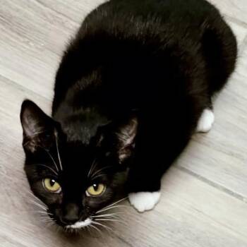 Nikki -  Domestic Short Hair Cat for Adoption in Lakeland, Florida - Nikki | PetCurious