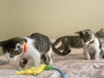 Rescue Domestic Short Hair Cats for Adoption in Brentwood, California - Cosmos | PetCurious