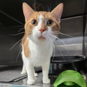 Mister Tom -  Domestic Short Hair Cat for Adoption in Spokane, Washington - Mister Tom | PetCurious