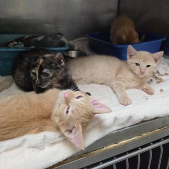 Aurora -  Domestic Short Hair Cat for Adoption in New York, New York - Aurora | PetCurious