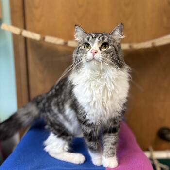 Ponderosa -  Domestic Long Hair Cat for Adoption in Fargo, North Dakota - Ponderosa | PetCurious
