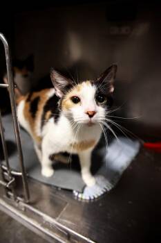 Rescue Domestic Short Hair Cats for Adoption in Loogootee, Indiana - Rory | PetCurious