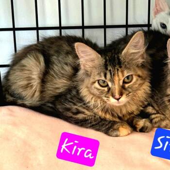 Kira -  Domestic Long Hair Cat for Adoption in Jessup, Maryland - Kira | PetCurious