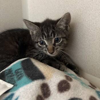 Boom Box -  Domestic Short Hair Cat for Adoption in Summerville, South Carolina - Boom Box | PetCurious