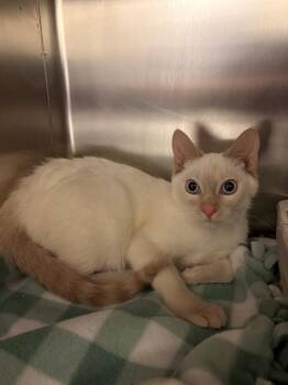 Siamese and Domestic Short Hair Cats Available for Adoption - SUNSET | PetCurious