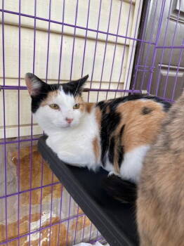 Rescue Domestic Short Hair Cats for Adoption in Herndon, Virginia - Fiona | PetCurious