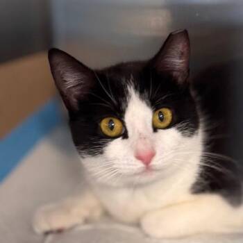 Domestic Short Hair Cats Available for Adoption in Westhampton, New York - Delilah | PetCurious