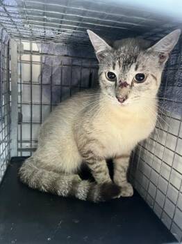 A137392 -  Domestic Short Hair Cat for Adoption in Palmetto, Florida - A137392 | PetCurious