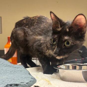Queen Uberta -  Domestic Short Hair Cat for Adoption in Columbus, Georgia - Queen Uberta | PetCurious
