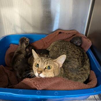 Meadow -  Domestic Short Hair Cat for Adoption in Lynchburg, Virginia - Meadow | PetCurious