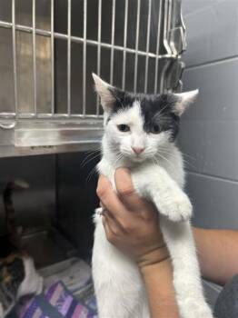 Stella -  Domestic Short Hair Cat for Adoption in Largo, Florida - Stella | PetCurious