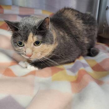 Gretchen -  Domestic Short Hair Cat for Adoption in Madisonville, Tennessee - Gretchen | PetCurious