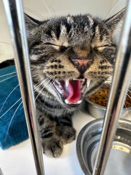 Rescue Domestic Short Hair Cats for Adoption in Greenfield, Indiana - Jasper | PetCurious