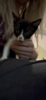 Lee -  Tuxedo and Manx Cat for Adoption in Newark Valley, New York - Lee | PetCurious