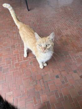 Rescue Domestic Short Hair Cats for Adoption in Salisbury, North Carolina - Gracie | PetCurious