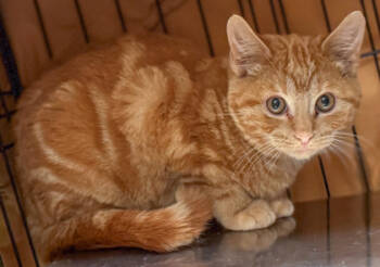 Rescue Domestic Short Hair Cats for Adoption in Baraboo, Wisconsin - Sunshine | PetCurious