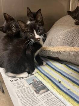 Sokka -  Domestic Short Hair Cat for Adoption in Farmers Branch, Texas - Sokka | PetCurious