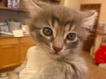 Domestic Medium Hair Cats Available for Adoption in Ocala, Florida - A380407 | PetCurious
