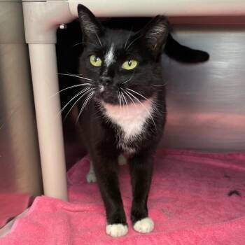 Domestic Short Hair Cats Available for Adoption in Roanoke, Virginia - Kissy | PetCurious