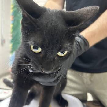 Apple -  Domestic Short Hair Cat for Adoption in Lufkin, Texas - Apple | PetCurious