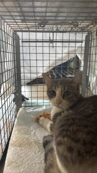 Sharon Feral 78 -  Domestic Short Hair Cat for Adoption in New Braunfels, Texas - Sharon Feral 78 | PetCurious