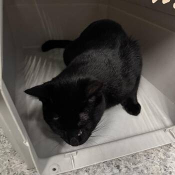 Mason -  Domestic Short Hair Cat for Adoption in Des Moines, Iowa - Mason | PetCurious