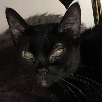 Bella -  Domestic Short Hair Cat for Adoption in Franklin, Tennessee - Bella | PetCurious