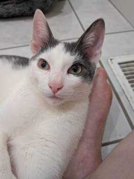 Nelson -  Domestic Short Hair Cat for Adoption in Medford, Massachusetts - Nelson | PetCurious