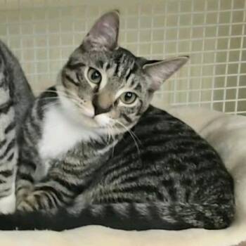 Jackson -  Domestic Short Hair Cat for Adoption in Buffalo, New York - Jackson | PetCurious