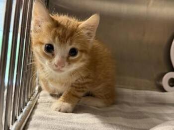 Goober (E1) -  Domestic Short Hair Cat for Adoption in Lafayette, Indiana - Goober (E1) | PetCurious