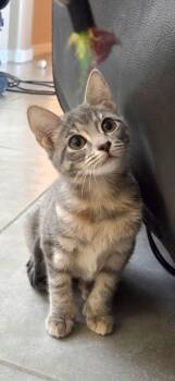 Hemingway -  Domestic Short Hair Cat for Adoption in Youngtown, Arizona - Hemingway | PetCurious